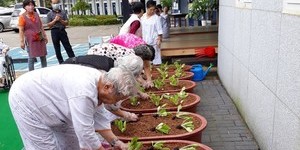 원예치료(배추심기)