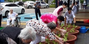 원예치료(배추심기)